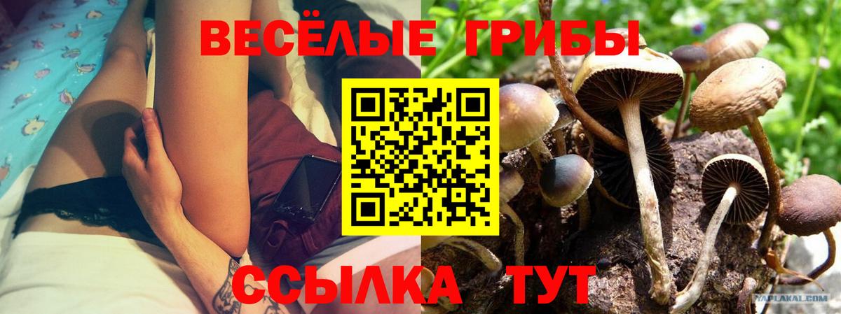 Новоалександровск  Псилоцибиновые грибы прущие грибы  Вход с VPN  Галлюциногенные грибы прущие грибы 